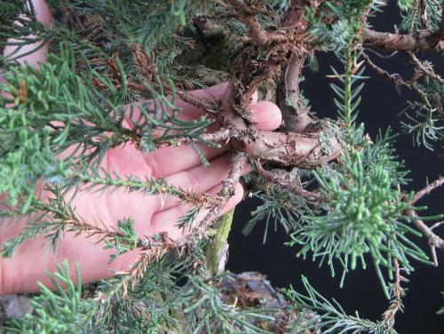 juniper bonsai branch